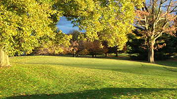 bright trees on golf course green