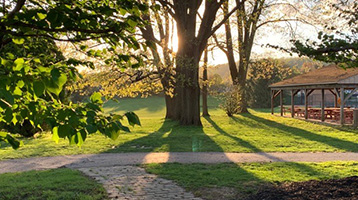 tree on course green at sunset