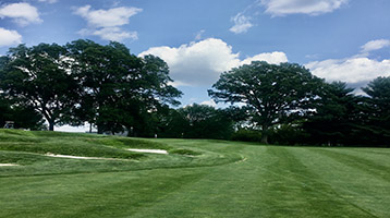 trees on golf course green